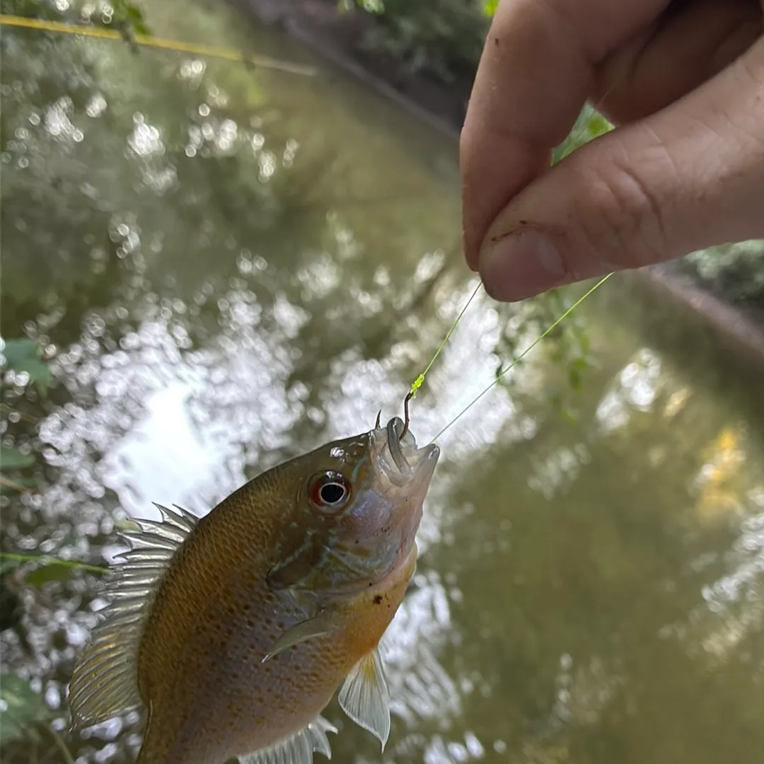 Redbreast sunfish caught on Fishbrain