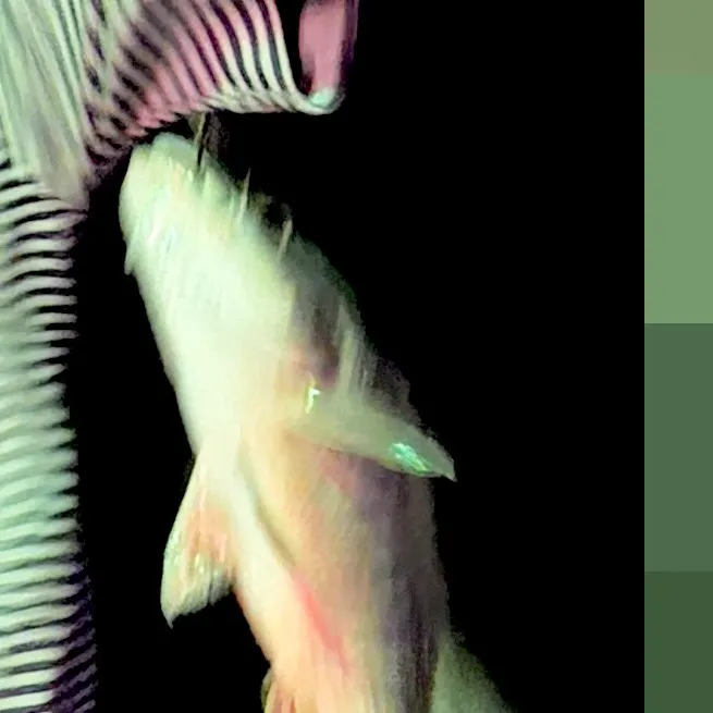 The most recent Redtail catfish catches on Fishbrain