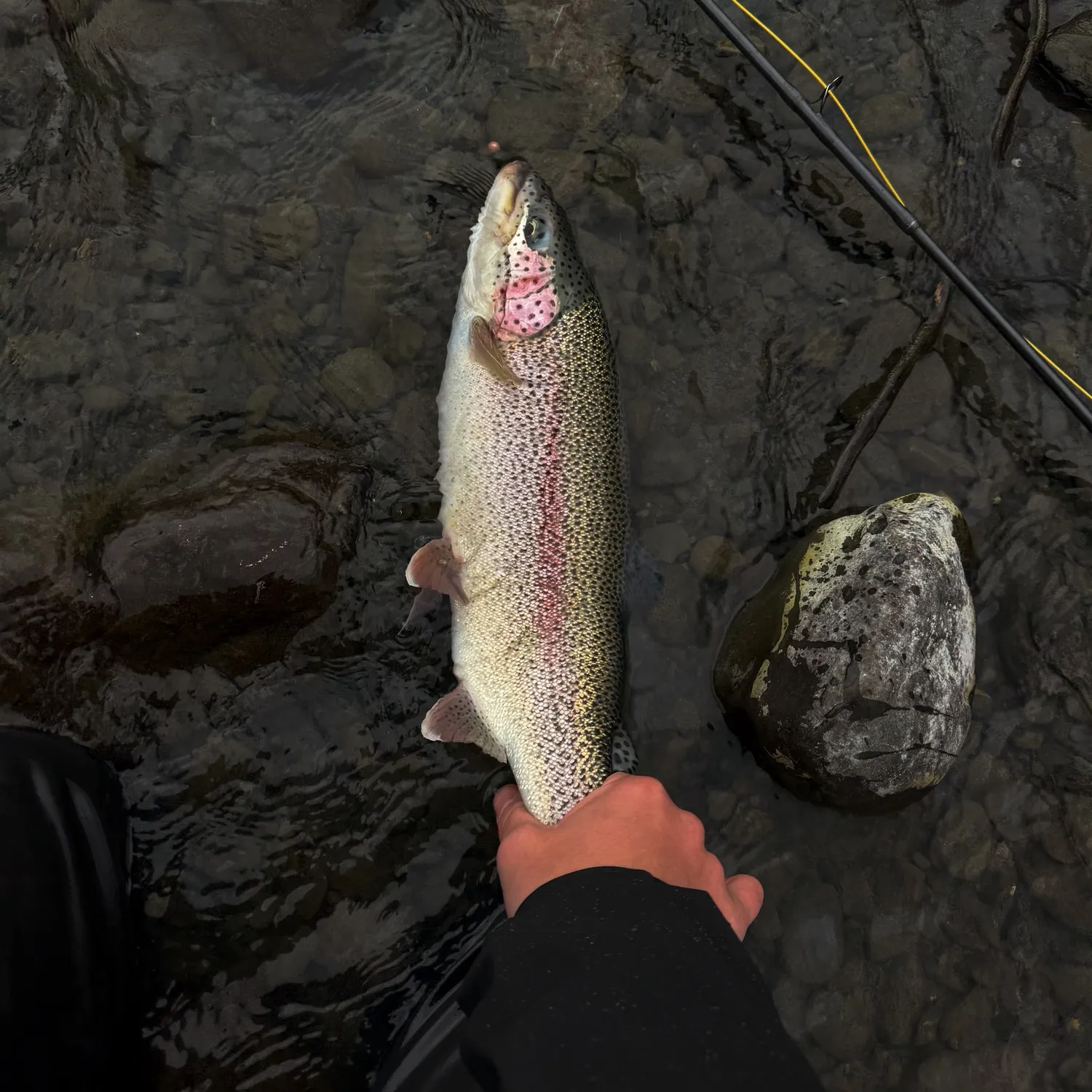 Fish caught on Fishbrain