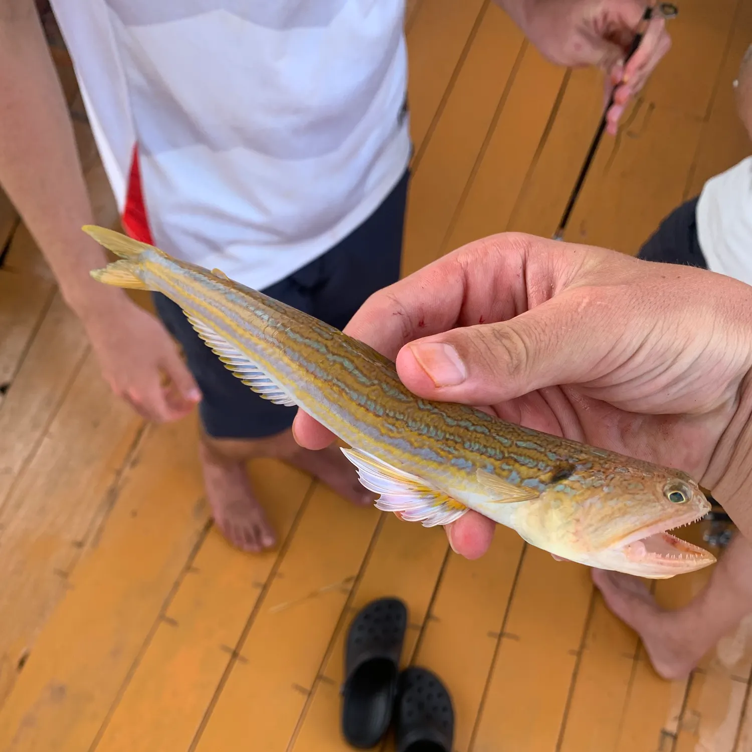 The most recent Snakefish catches on Fishbrain