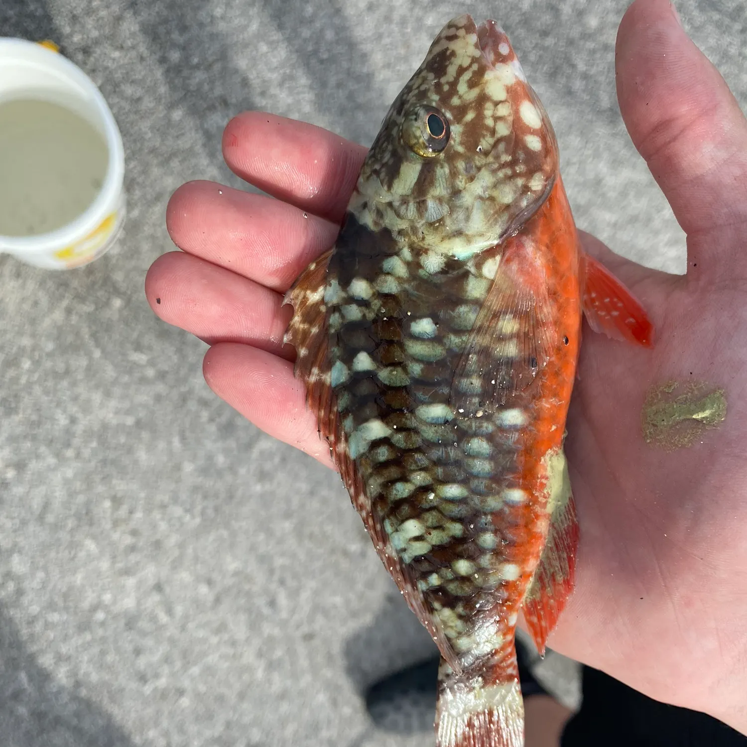 The most recent Stoplight parrotfish catches on Fishbrain