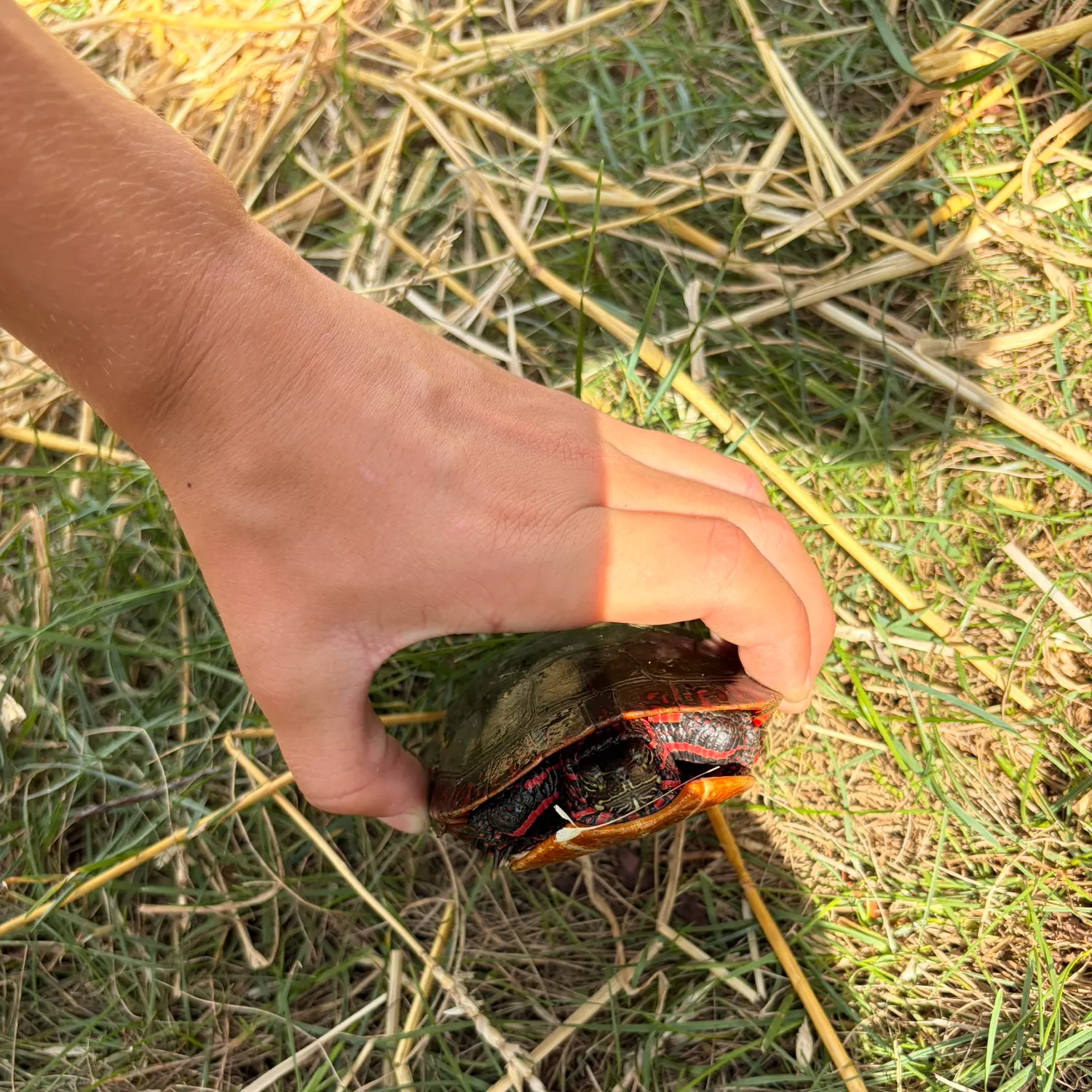 Fish caught on Fishbrain