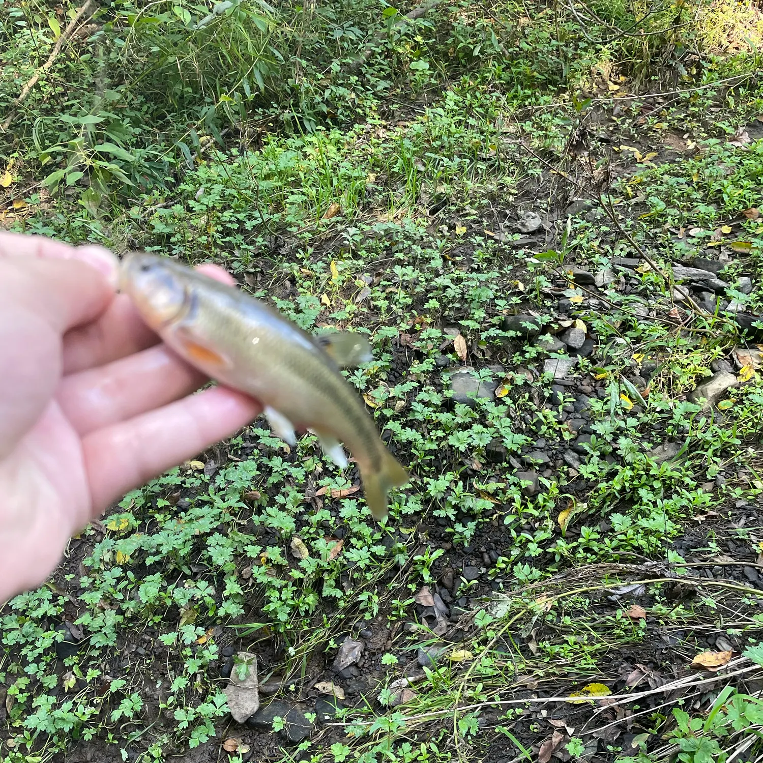 Creek chub caught on Fishbrain