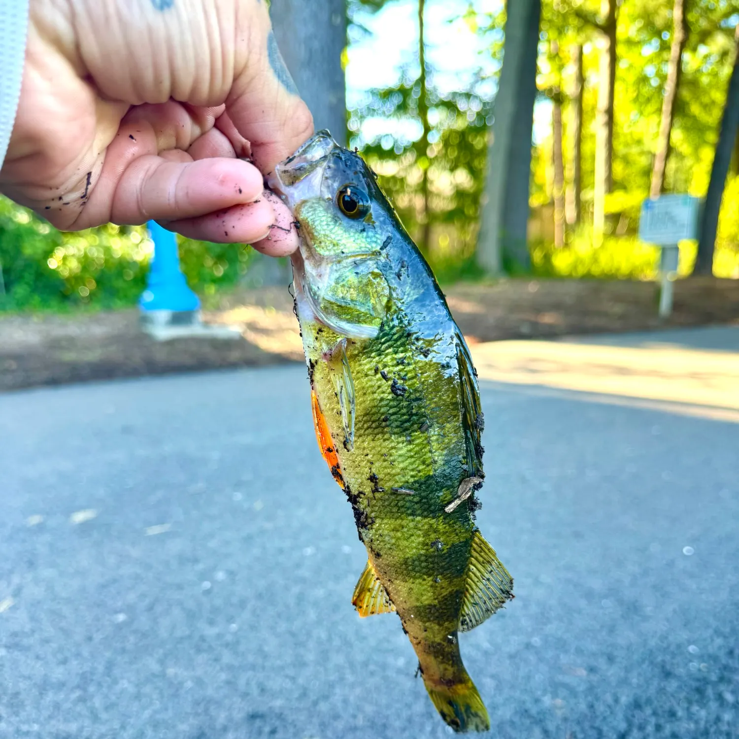 catch