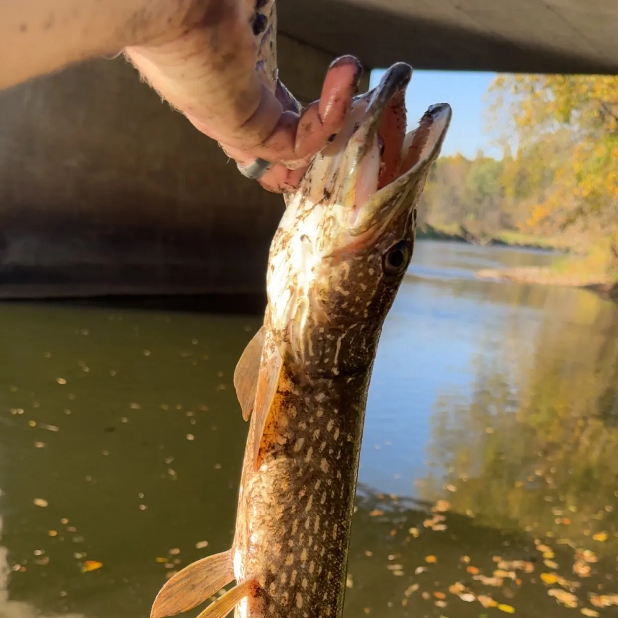 Northern pike caught on Fishbrain
