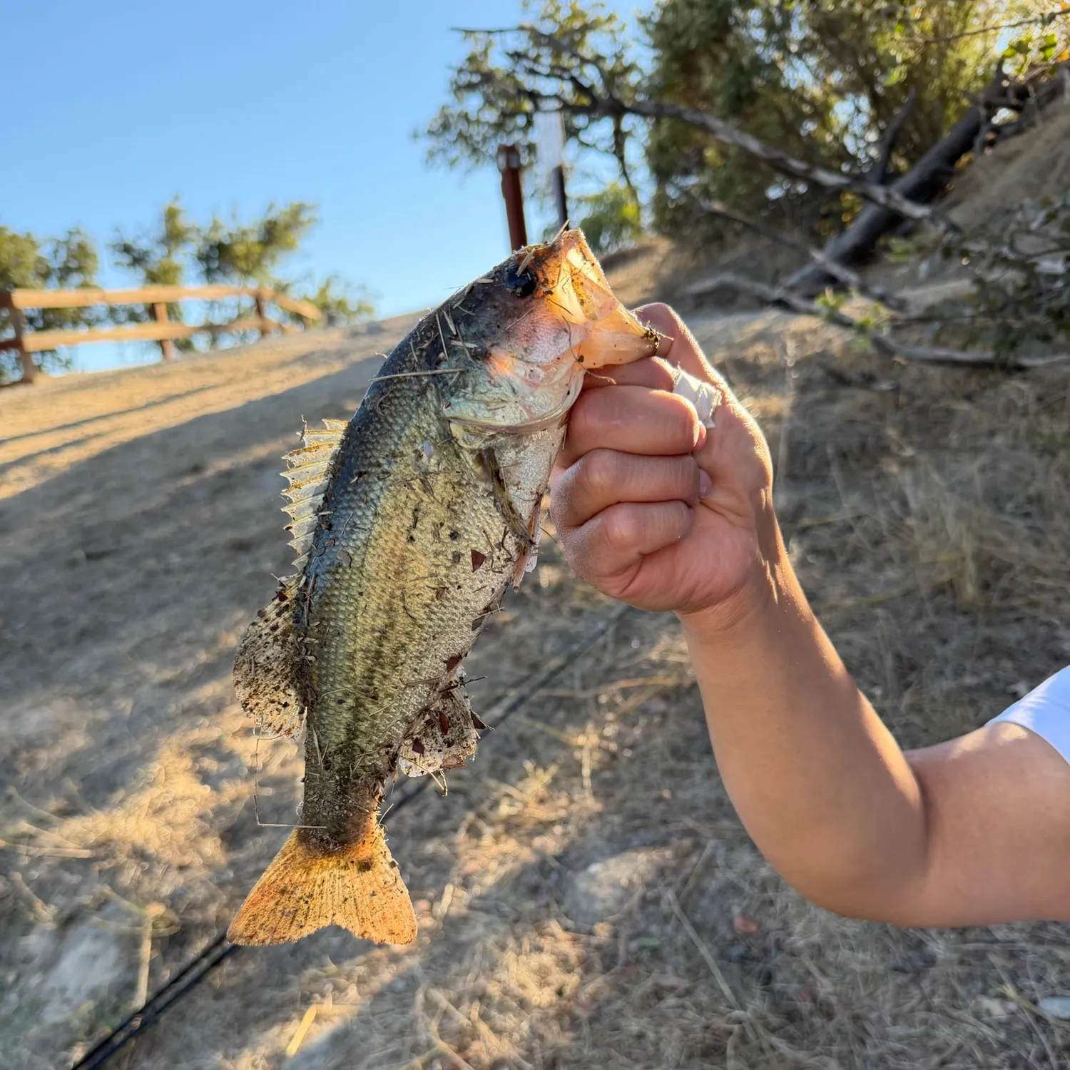 Fish caught on Fishbrain