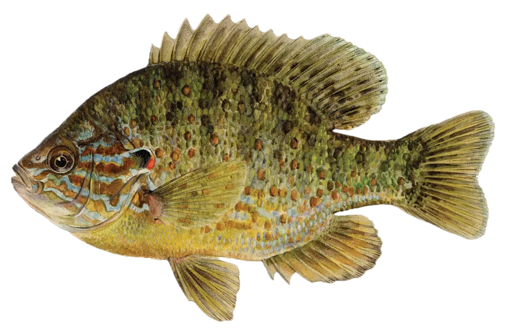 Pumpkinseed