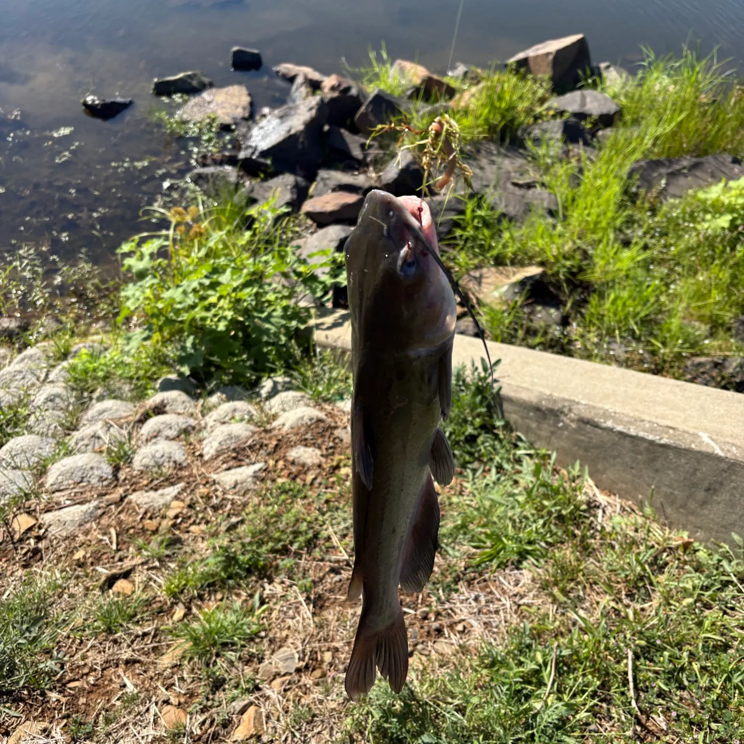 Channel catfish caught on Fishbrain