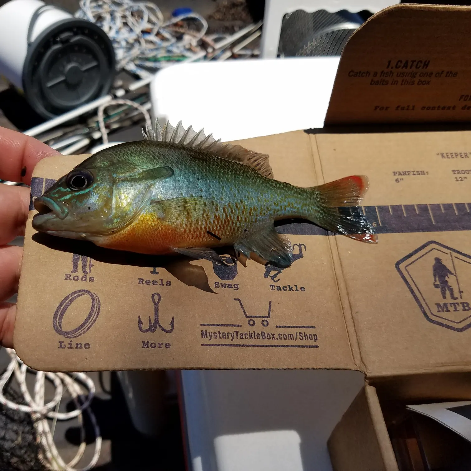 recently logged catches