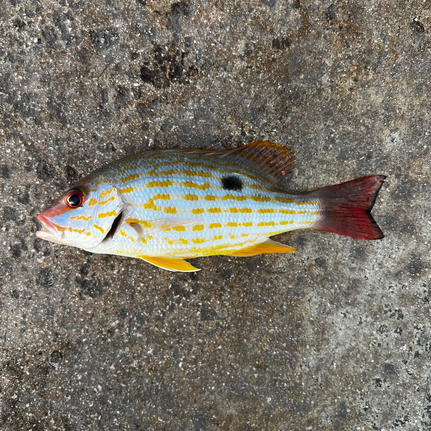 The most recent Lane snapper catches on Fishbrain