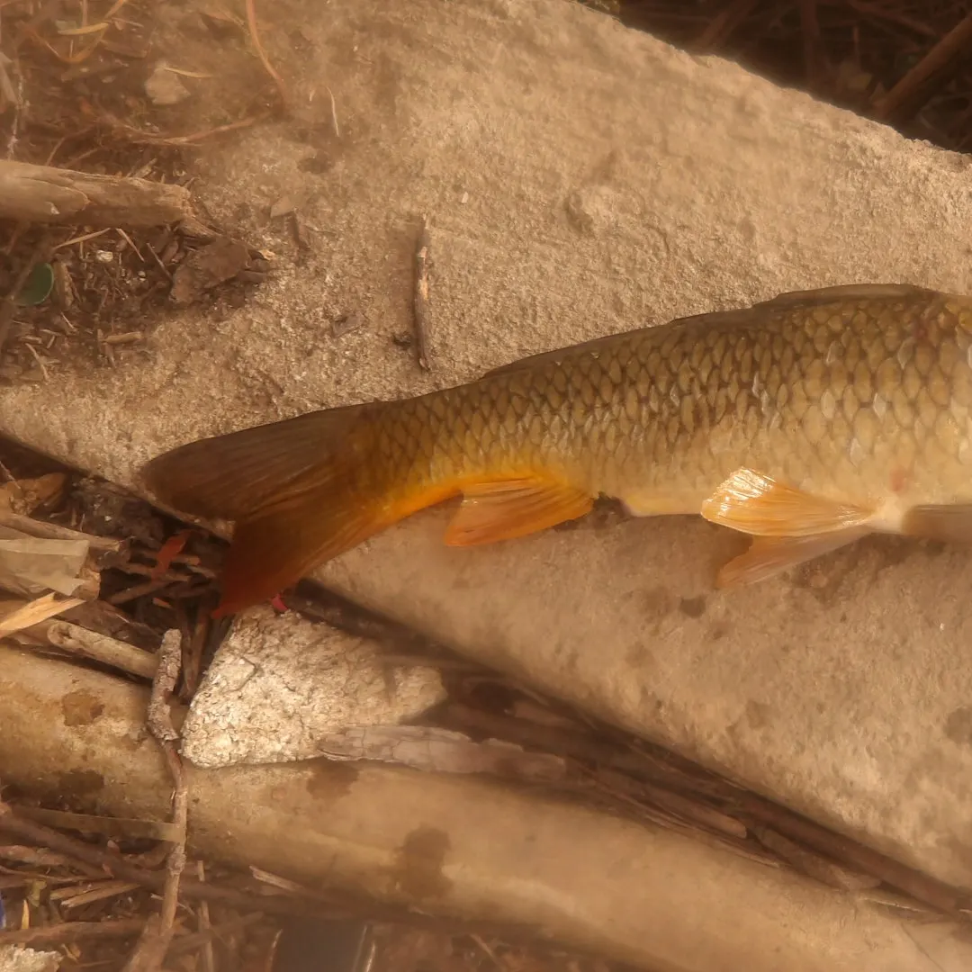 Common carp caught on Fishbrain
