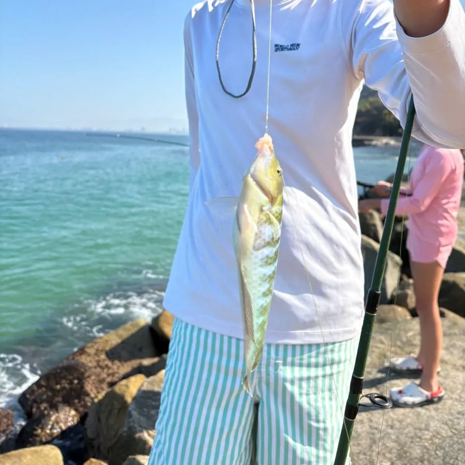 The most recent Blackfish catches on Fishbrain