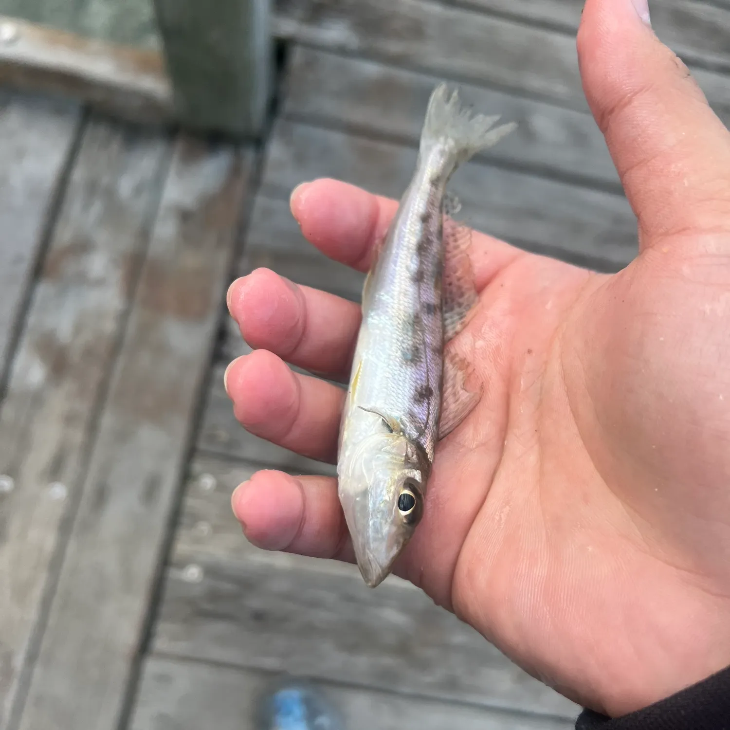 The most recent Trumpeter sillago catches on Fishbrain
