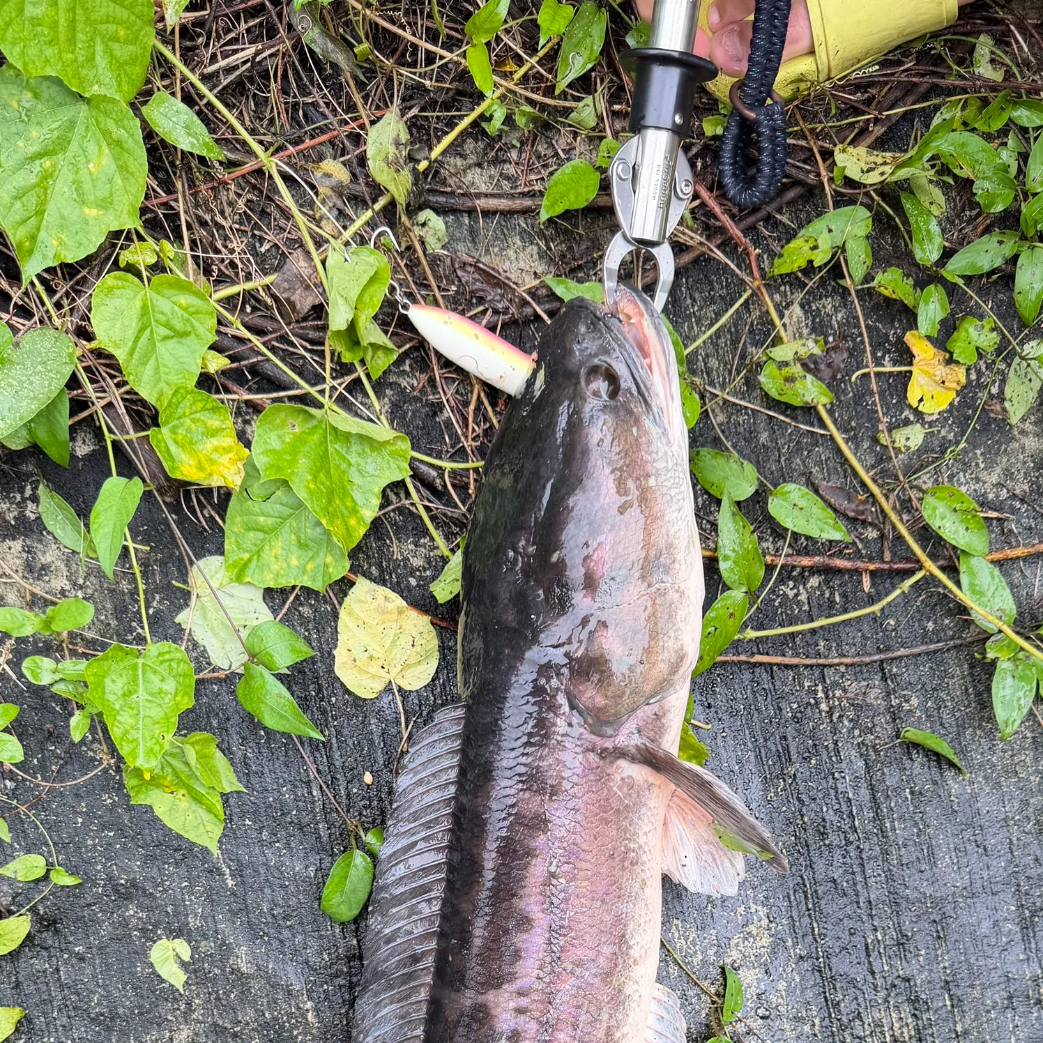 The most recent Indonesian snakehead catches on Fishbrain