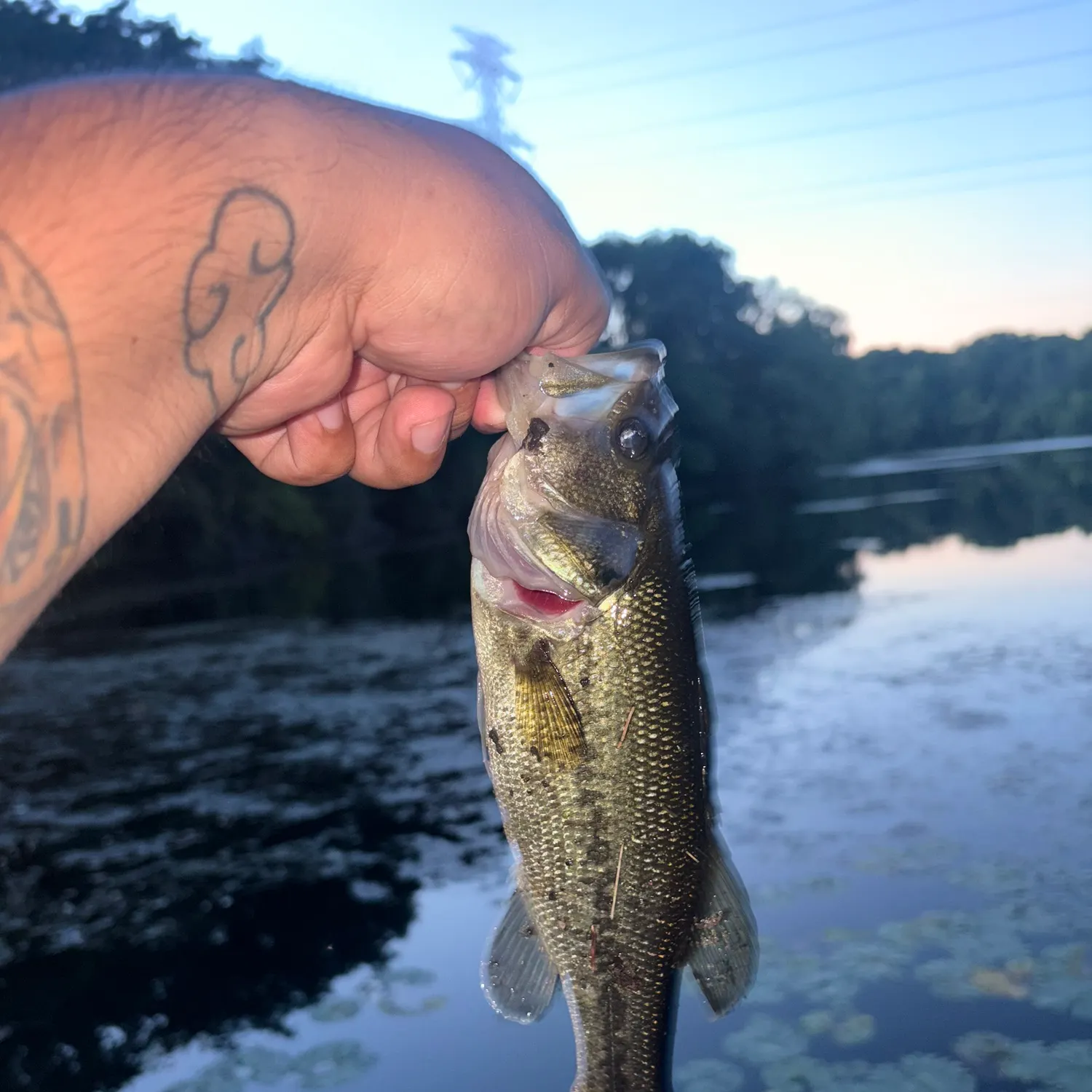 Largemouth bass caught on Fishbrain