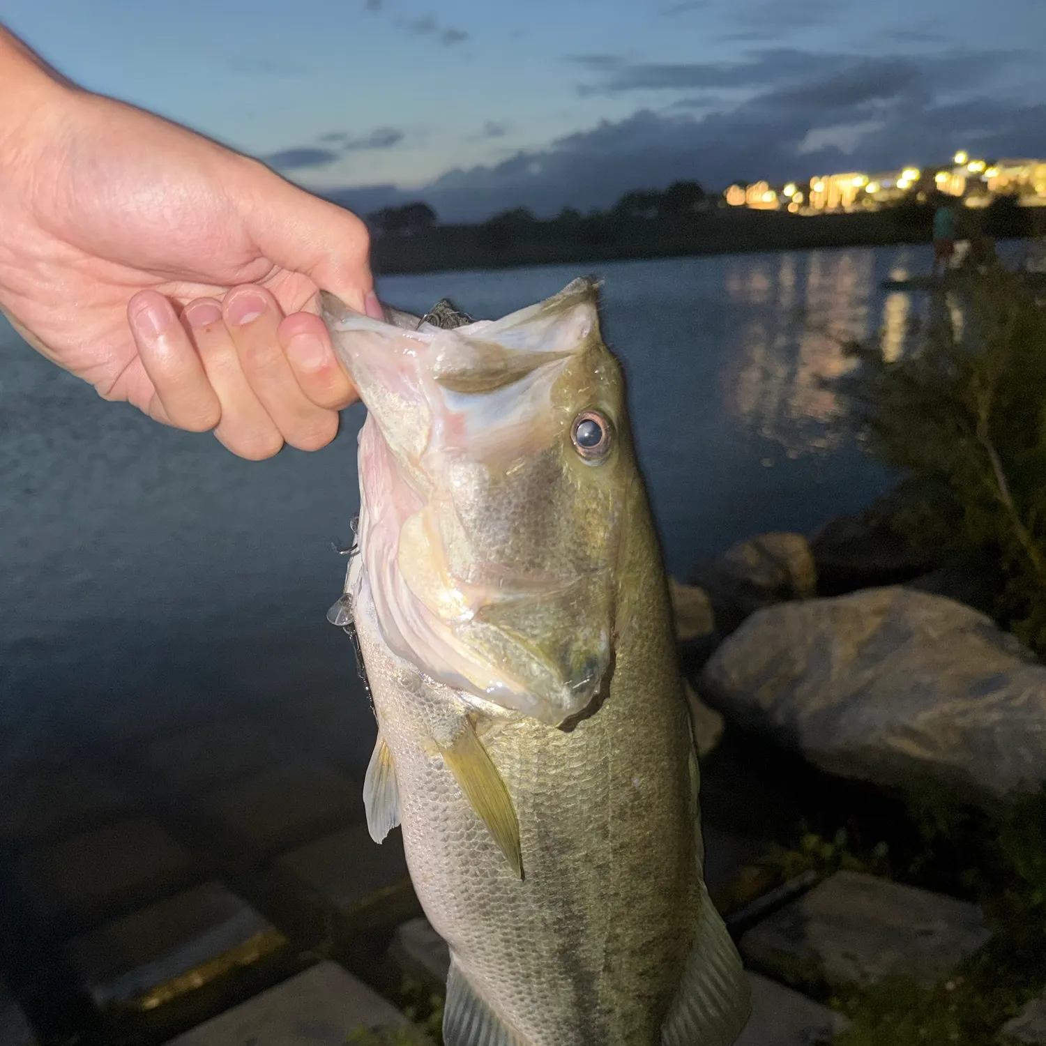 Largemouth bass caught on Fishbrain