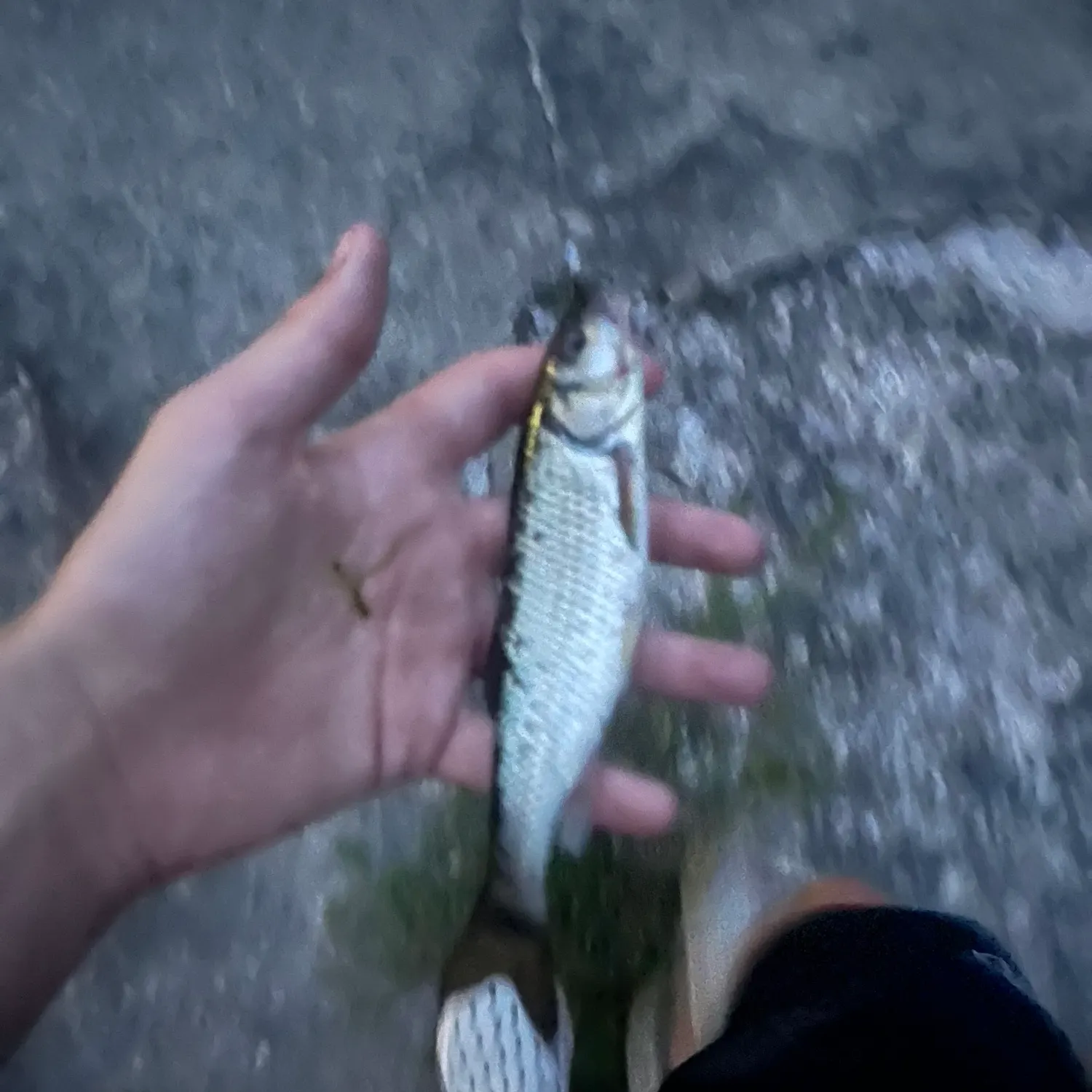 Creek chub caught on Fishbrain