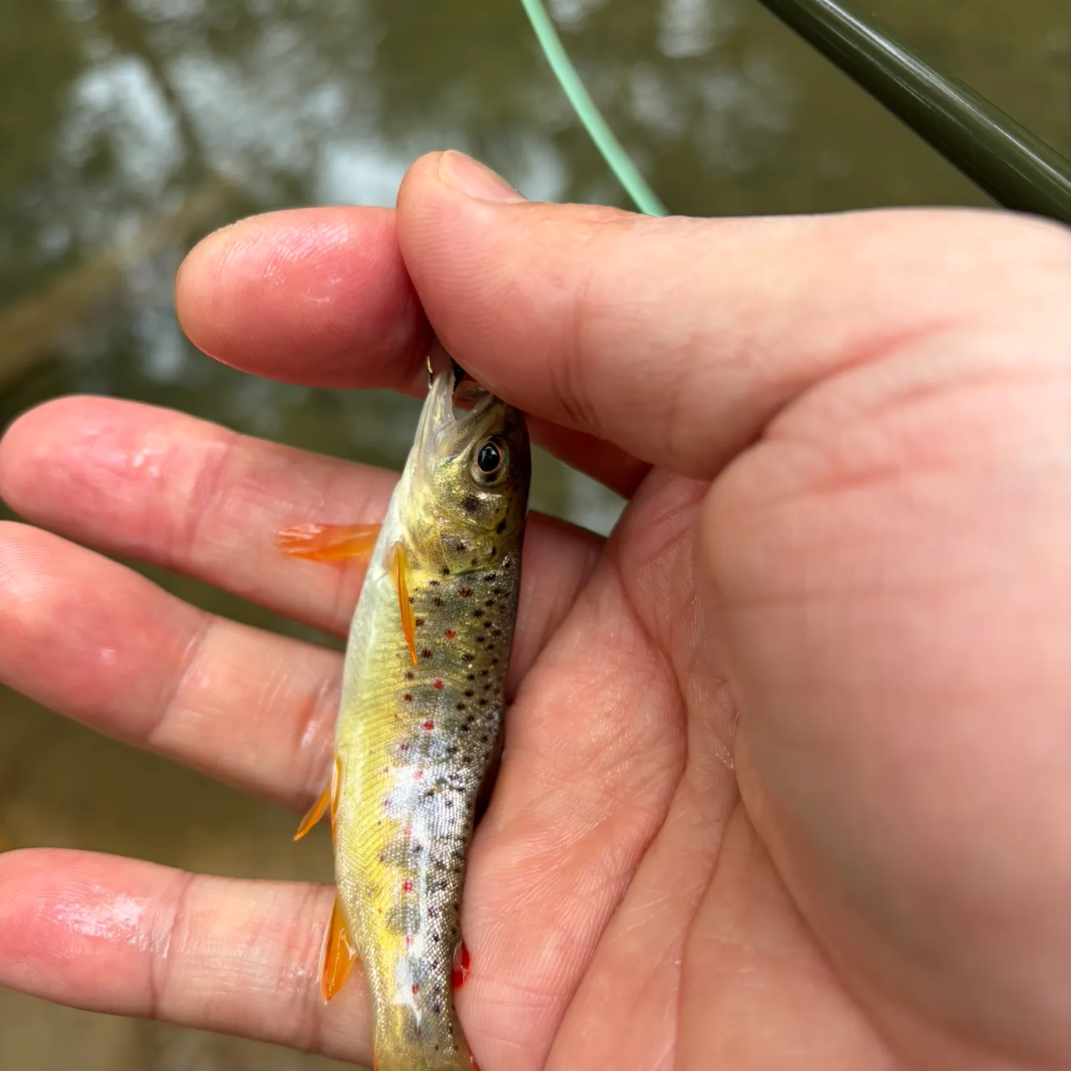 Brown trout caught on Fishbrain
