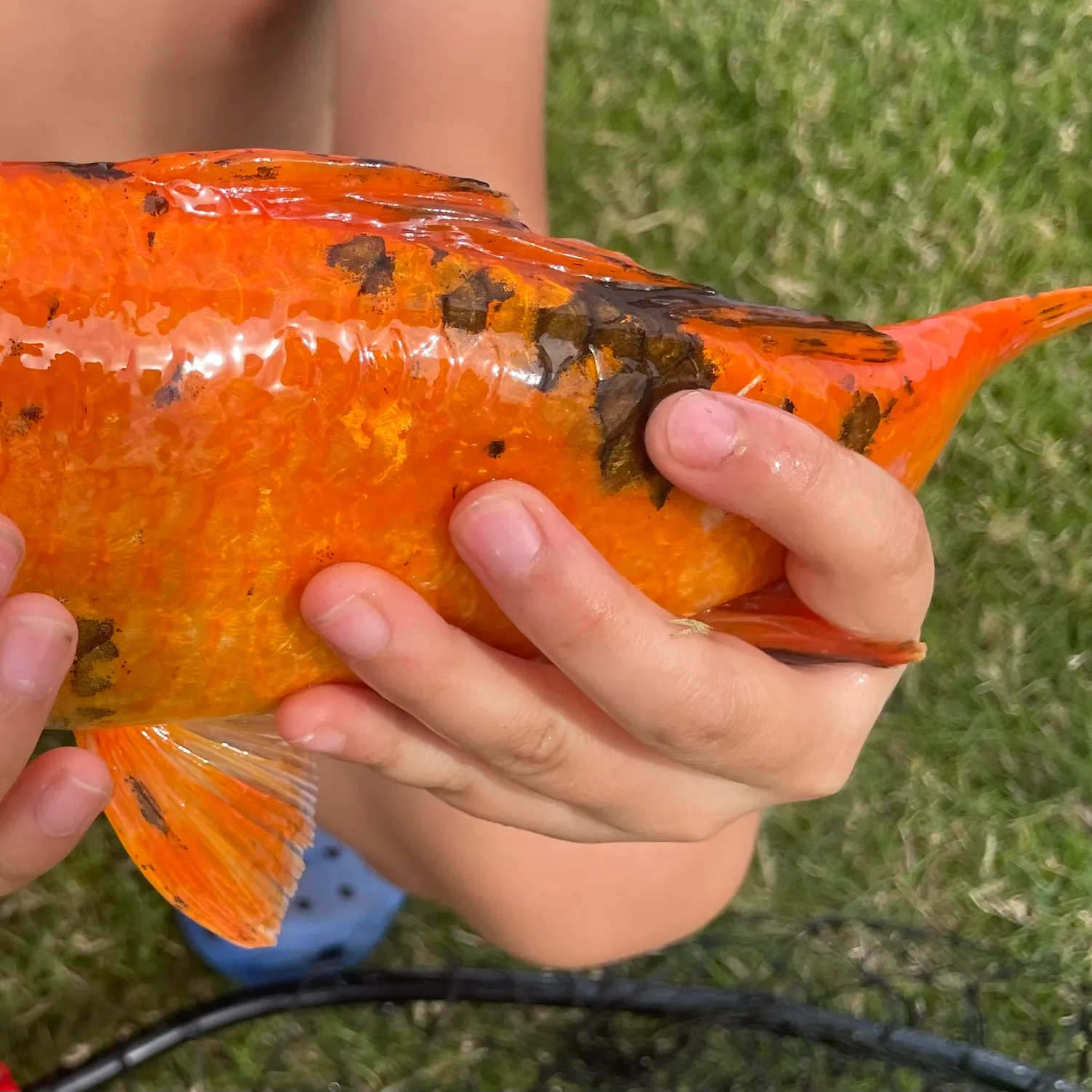 The most recent Koi carp catches on Fishbrain
