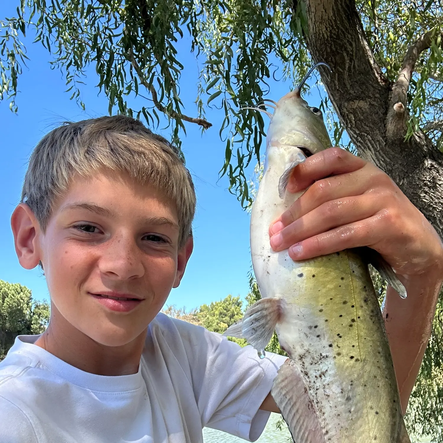 Channel catfish caught on Fishbrain