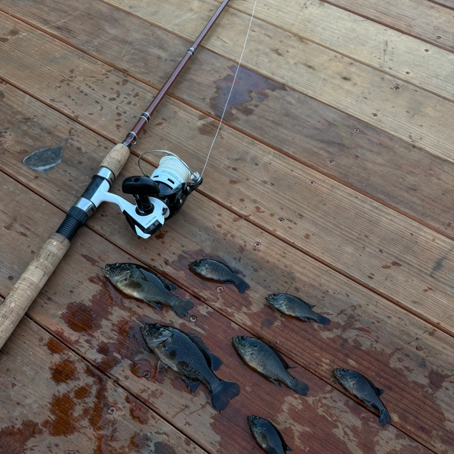 recently logged catches