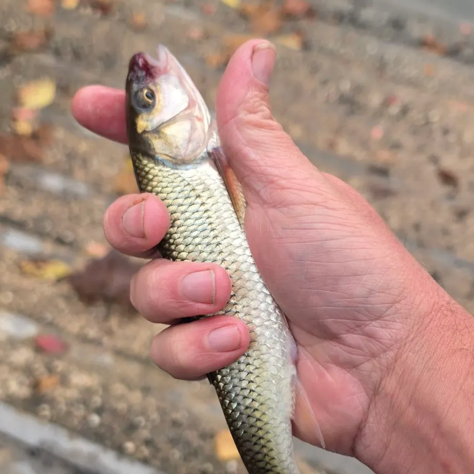 Fallfish caught on Fishbrain