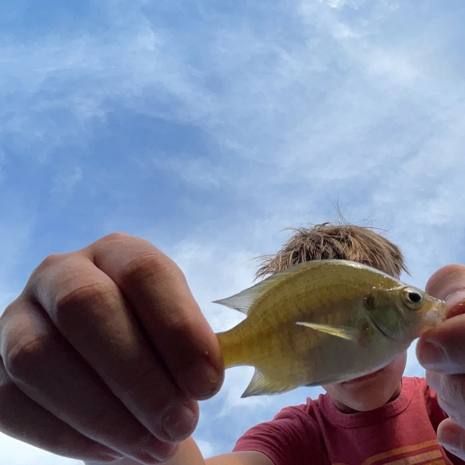 Bluegill caught on Fishbrain