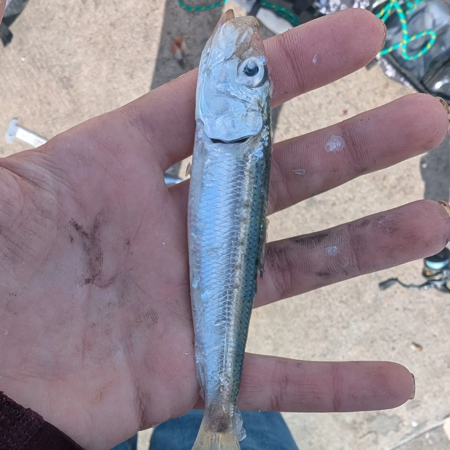 The most recent Dungeness crab catches on Fishbrain