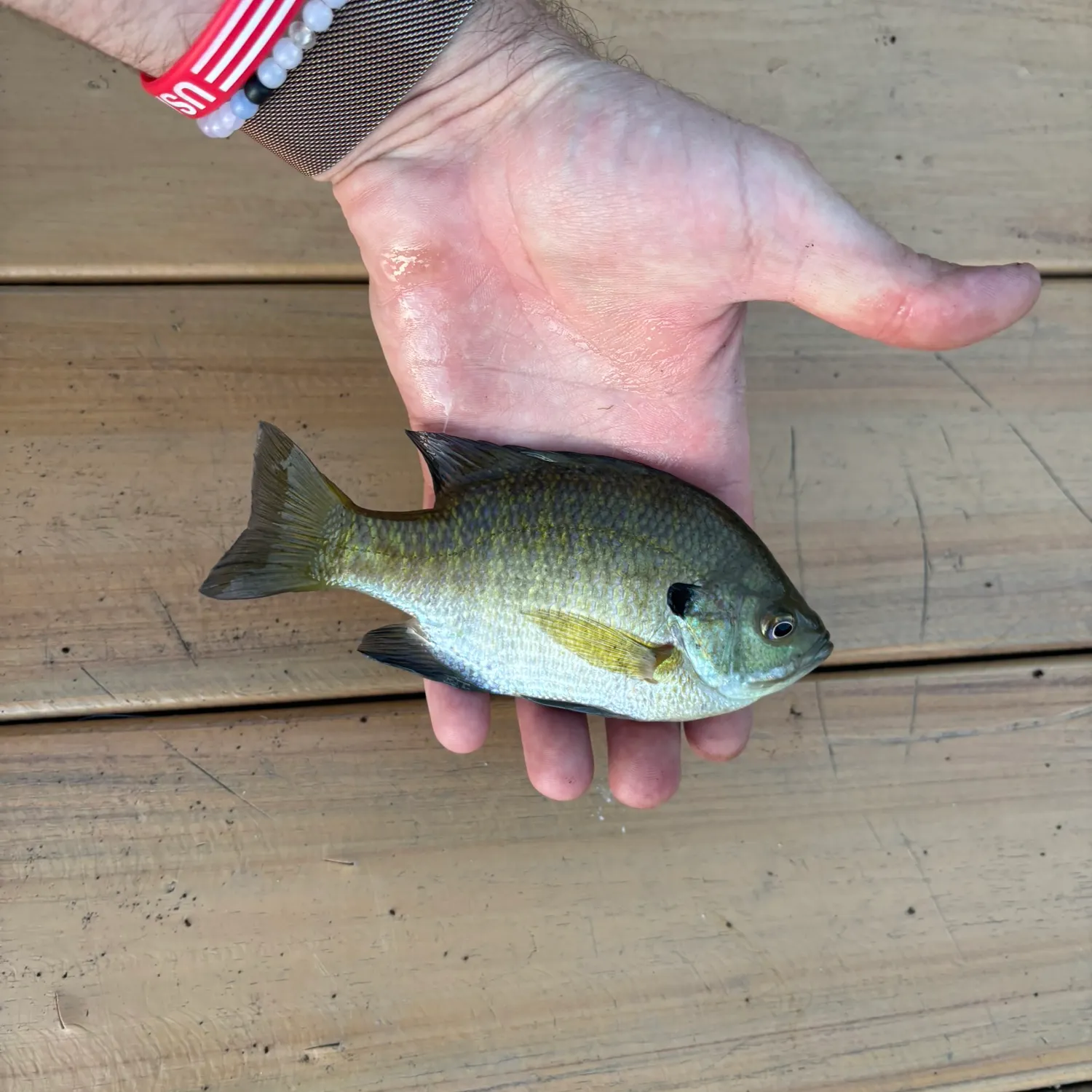 Bluegill caught on Fishbrain