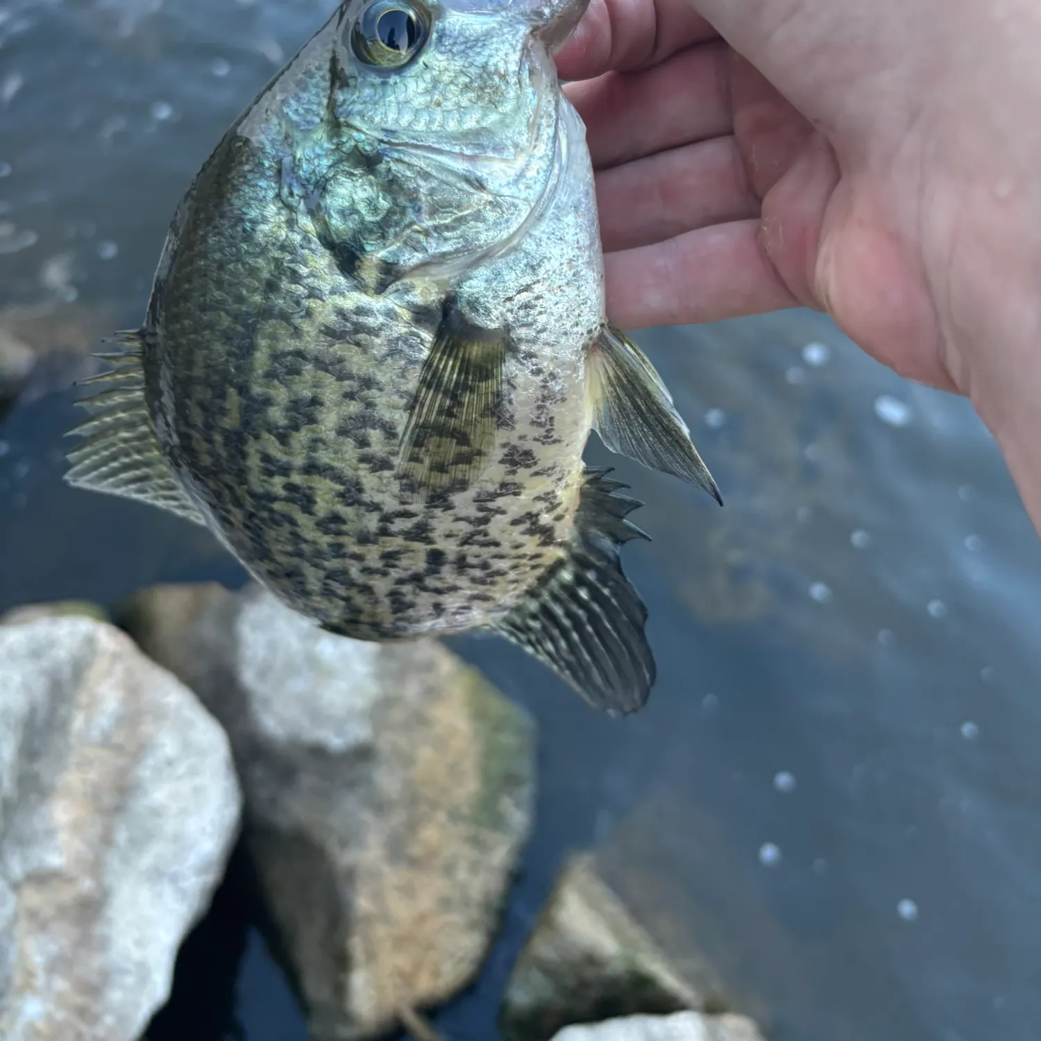 Black crappie caught on Fishbrain