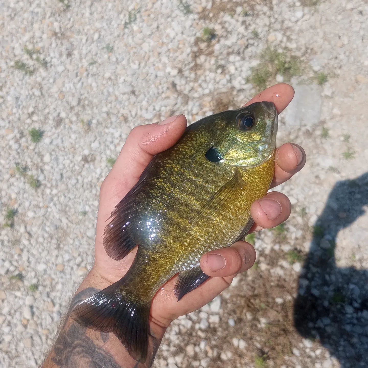 angler catch