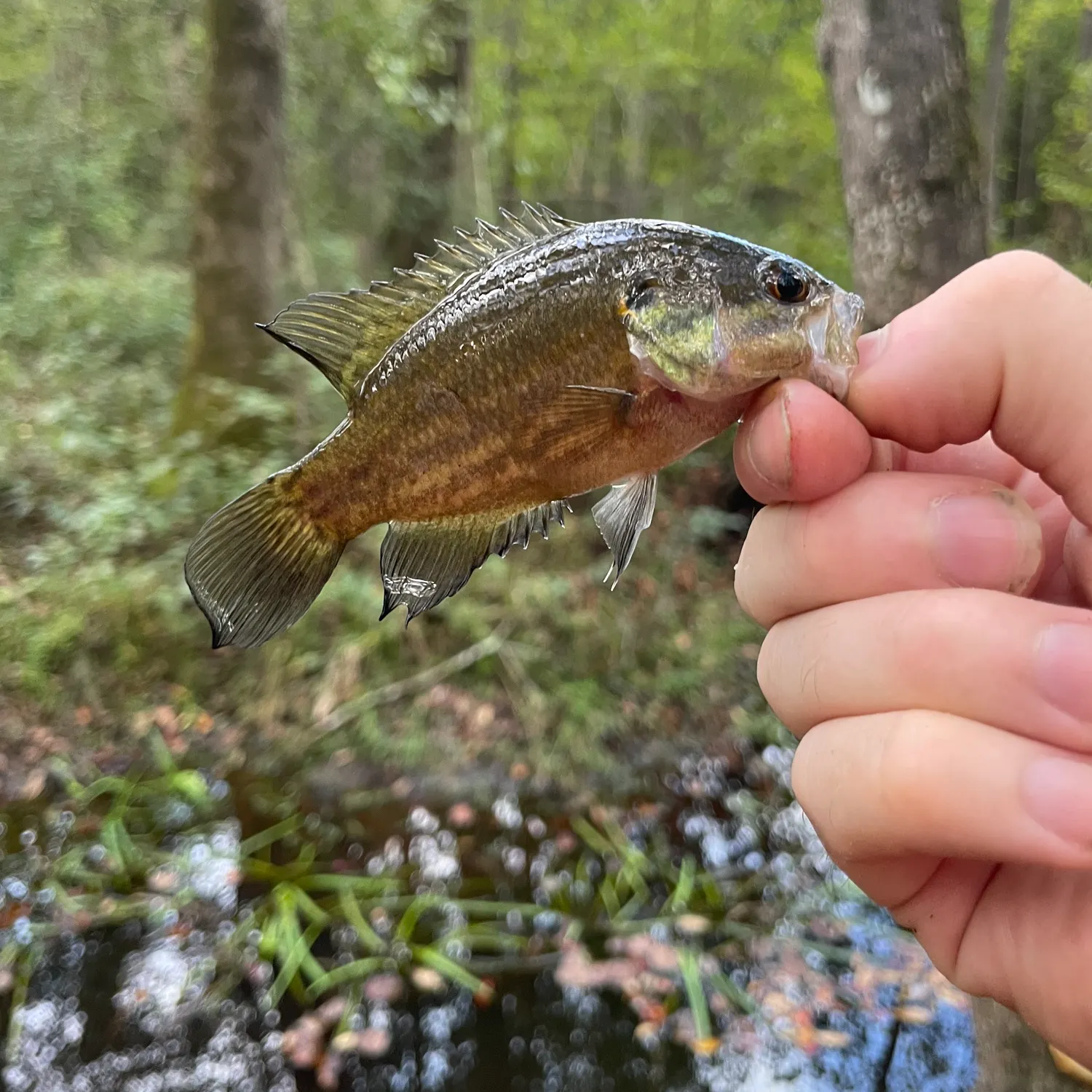 The most recent Mud sunfish catches on Fishbrain