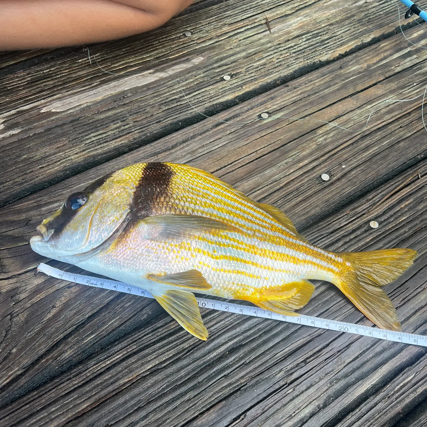The most recent Atlantic porkfish catches on Fishbrain