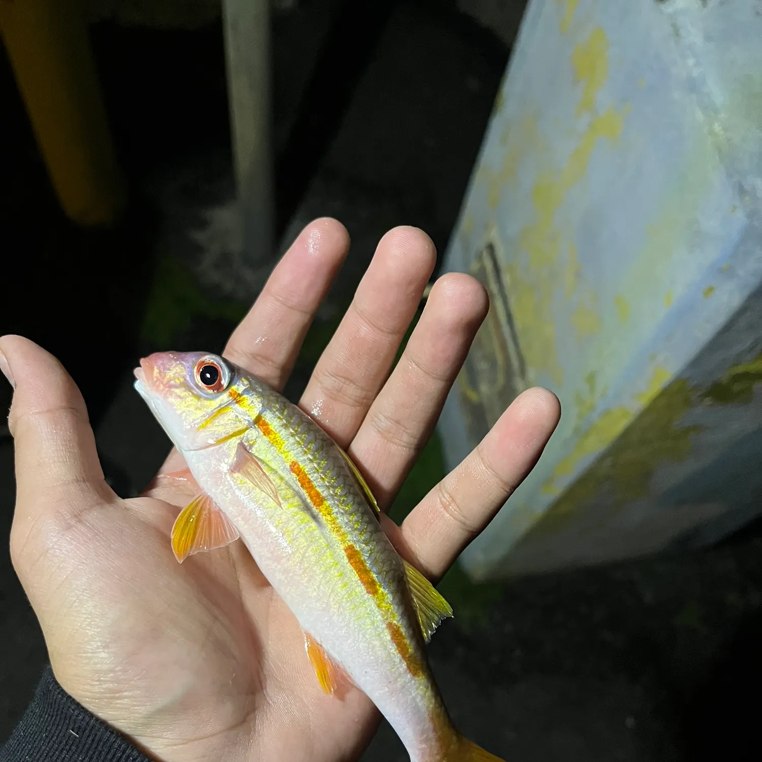 The most popular recent Yellowfin goatfish catch on Fishbrain