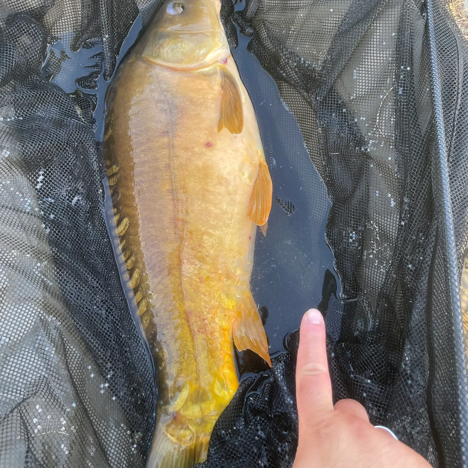 The most recent Leather carp catches on Fishbrain