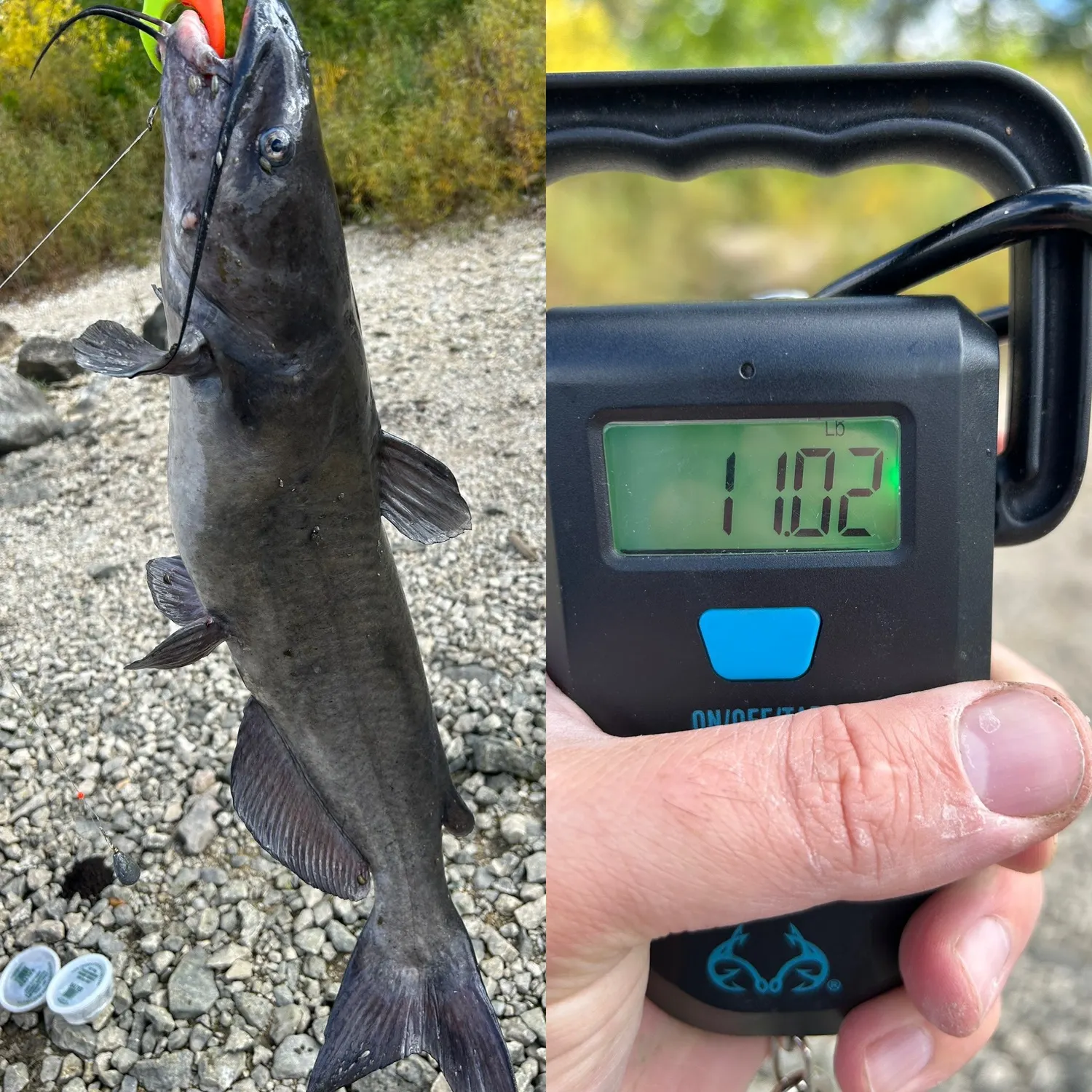 Channel catfish caught on Fishbrain