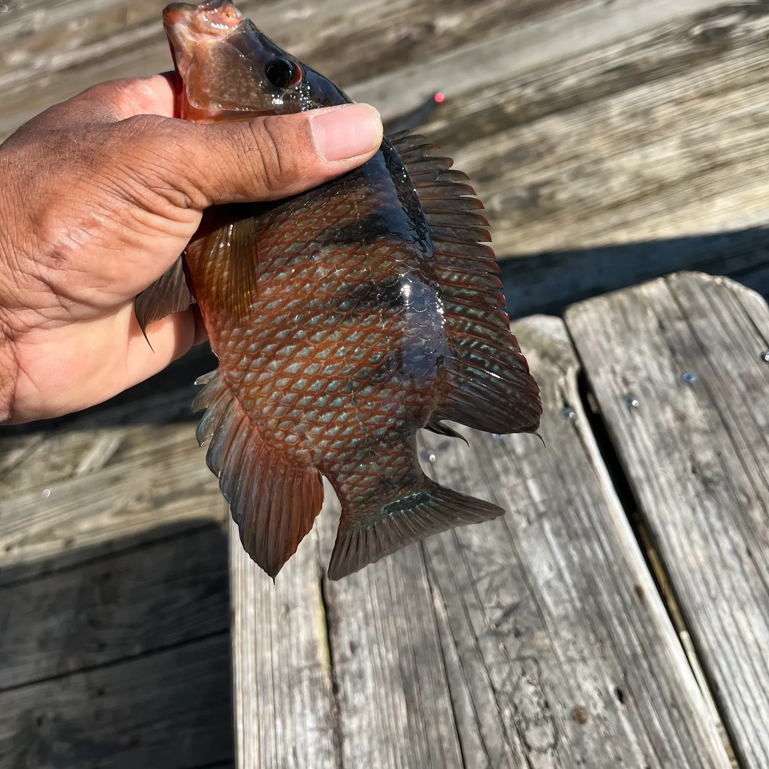 recently logged catches