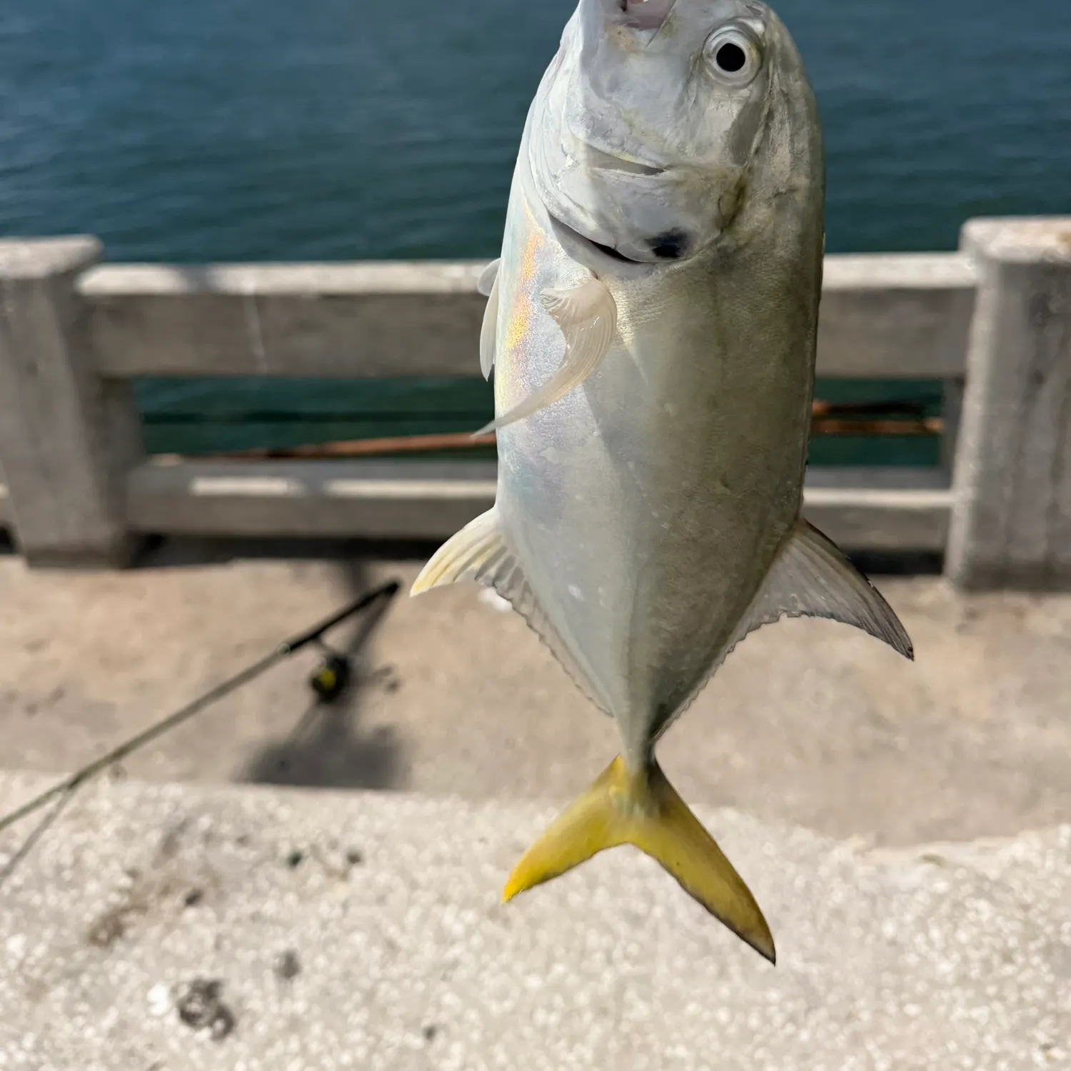 Crevalle jack caught on Fishbrain