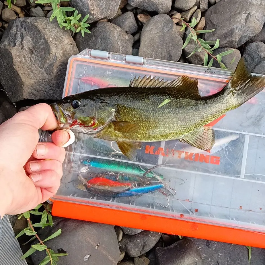 Smallmouth bass caught on Fishbrain
