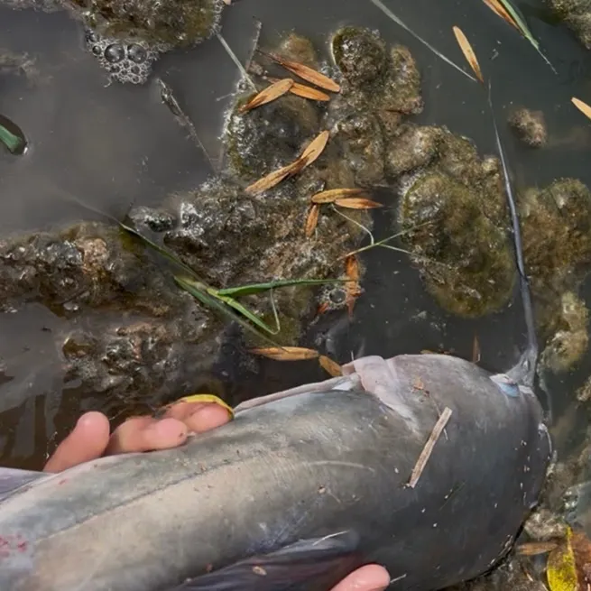 Channel catfish caught on Fishbrain