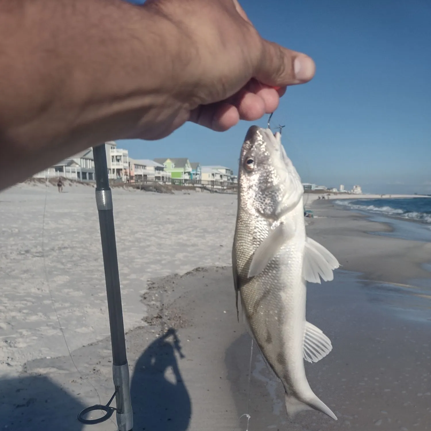 The most recent Northern kingcroaker catches on Fishbrain