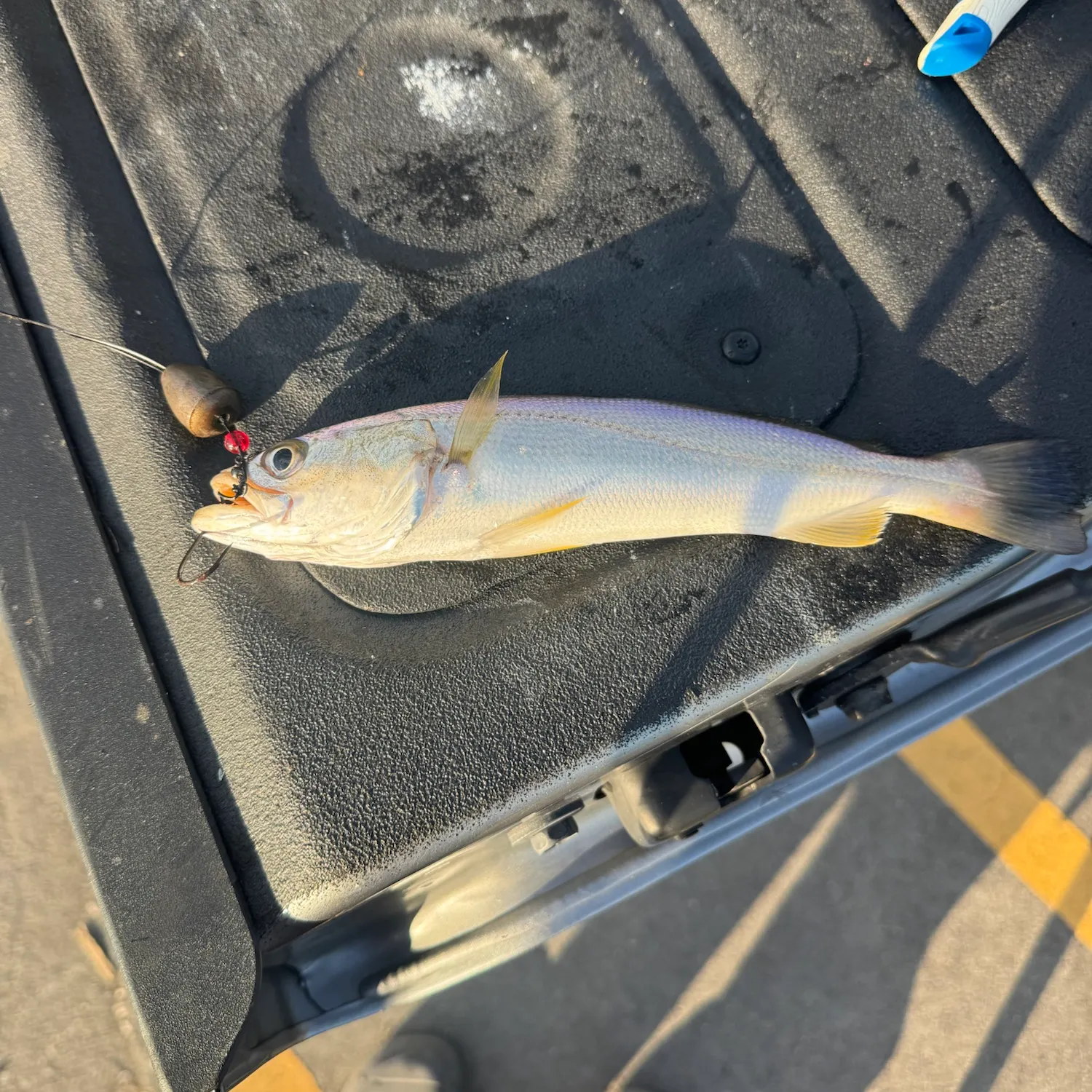 Sand seatrout caught on Fishbrain