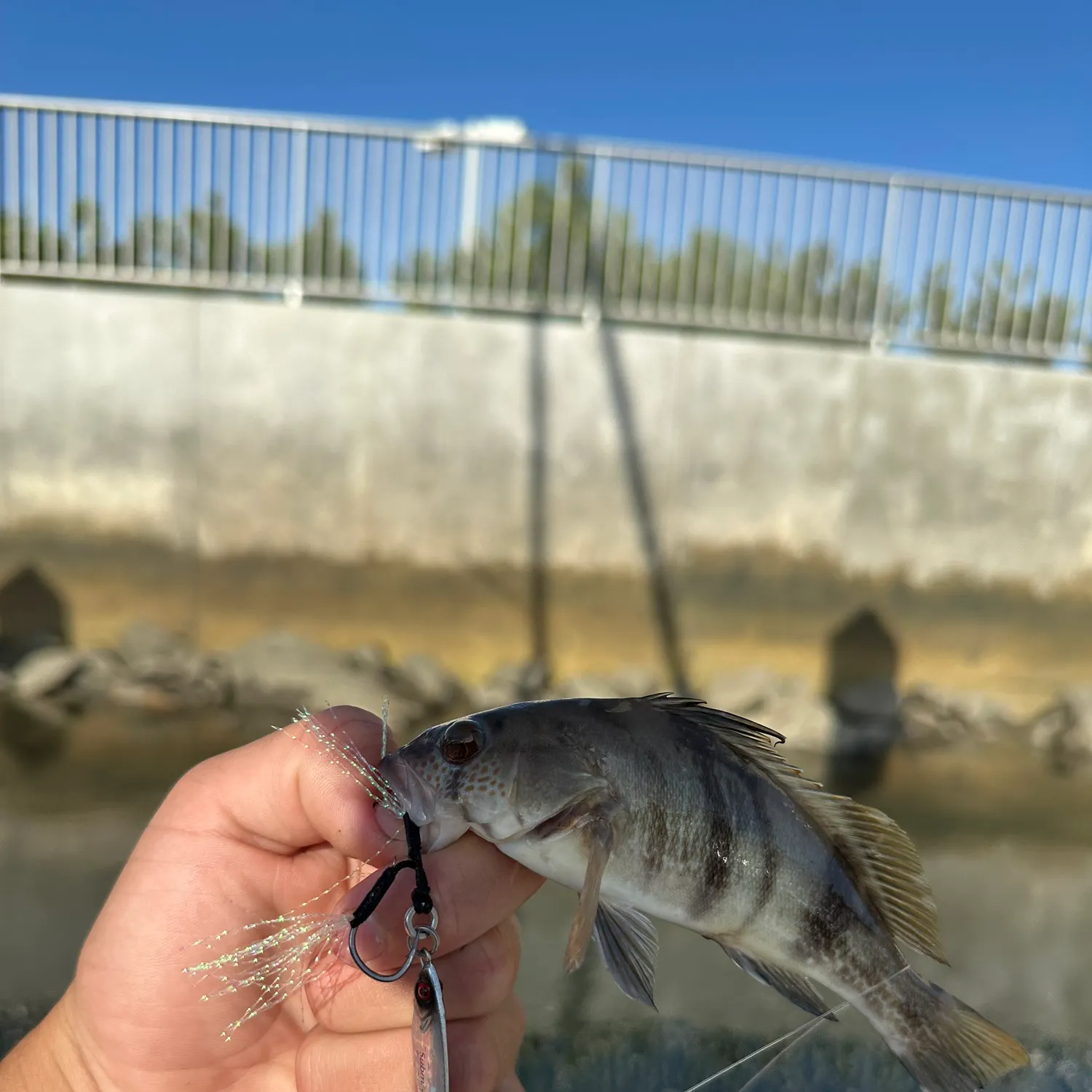 The most recent Barred sand bass catches on Fishbrain
