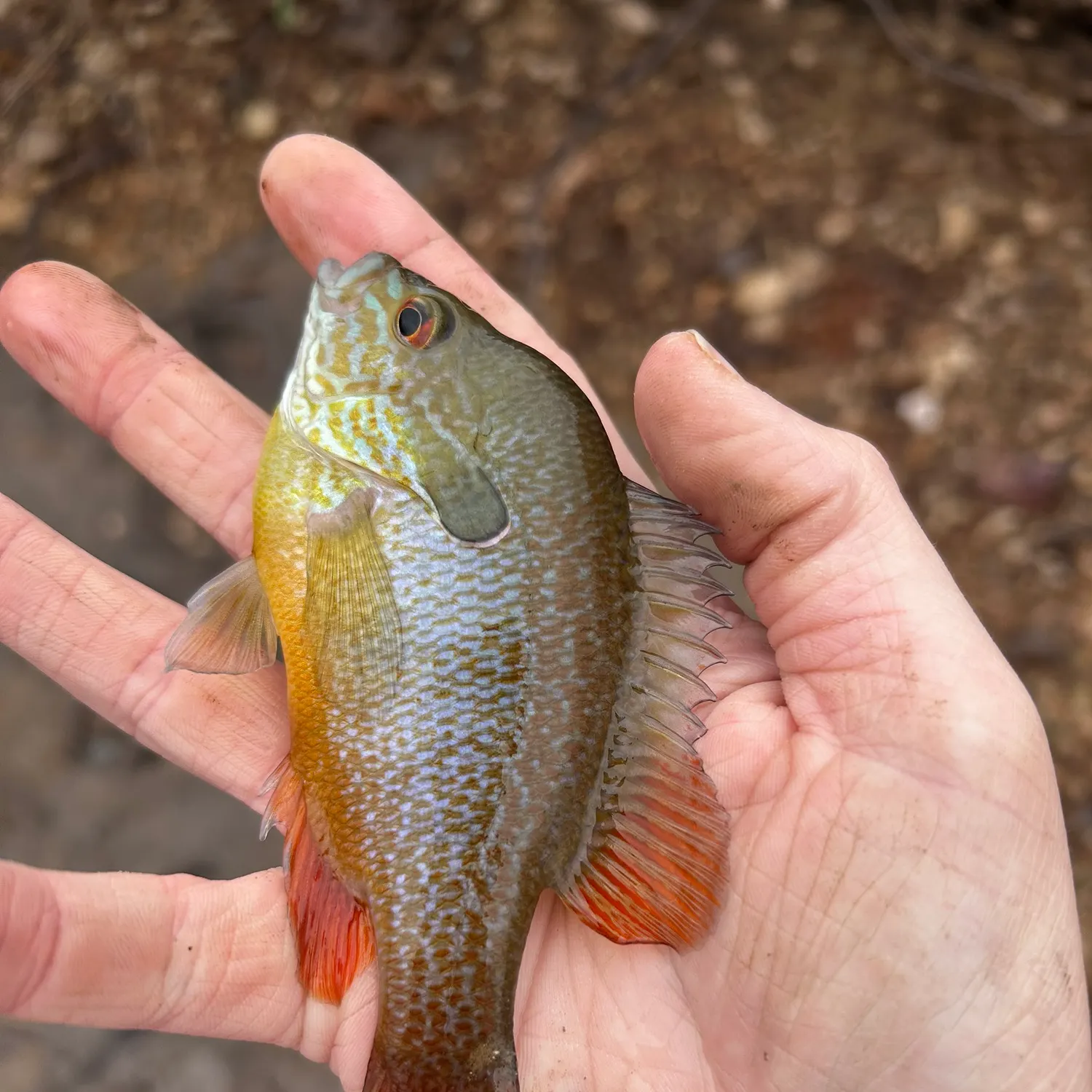 The most recent Pumpkingill hybrid catches on Fishbrain