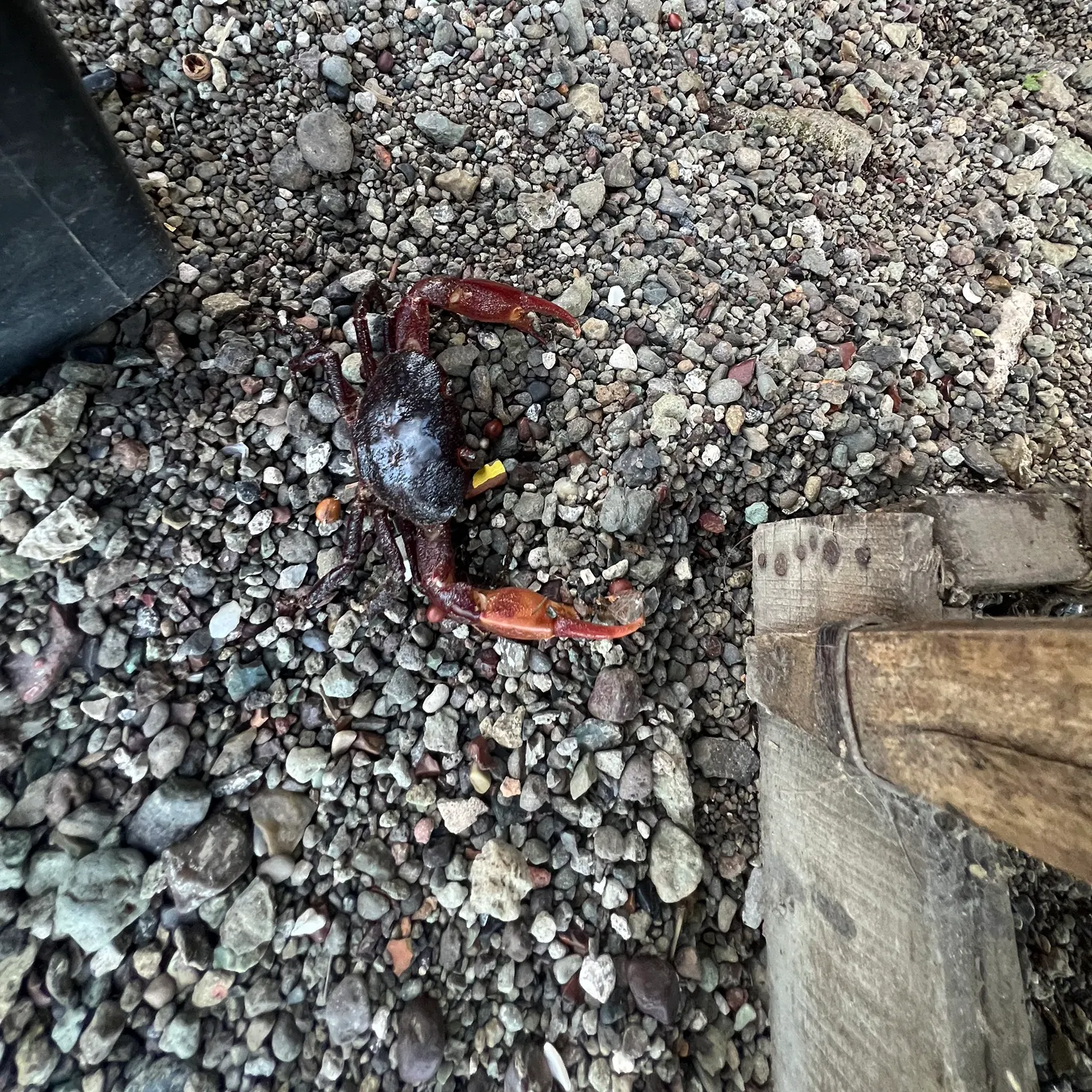 The most recent Graceful rock crab catches on Fishbrain