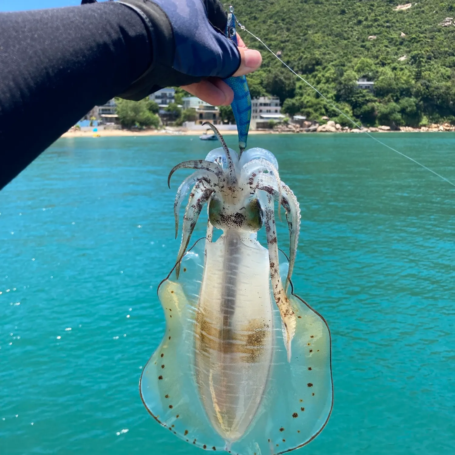 The most recent Bigfin reef squid catches on Fishbrain