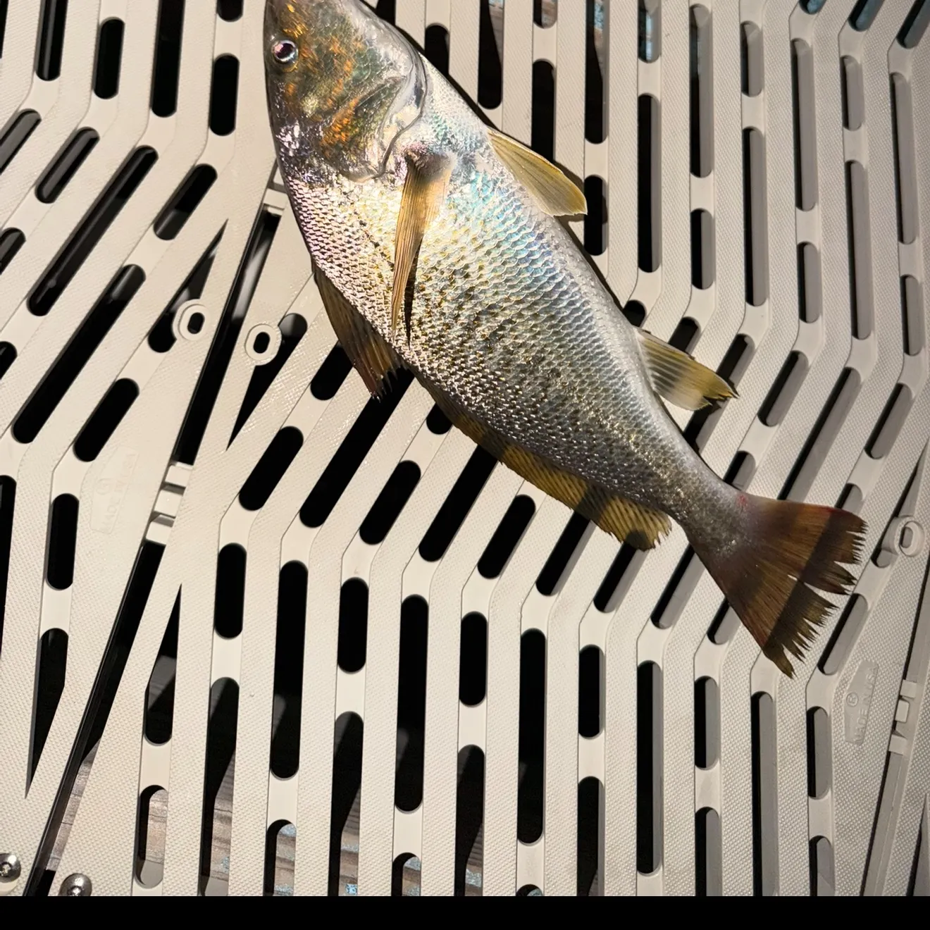Atlantic croaker caught on Fishbrain