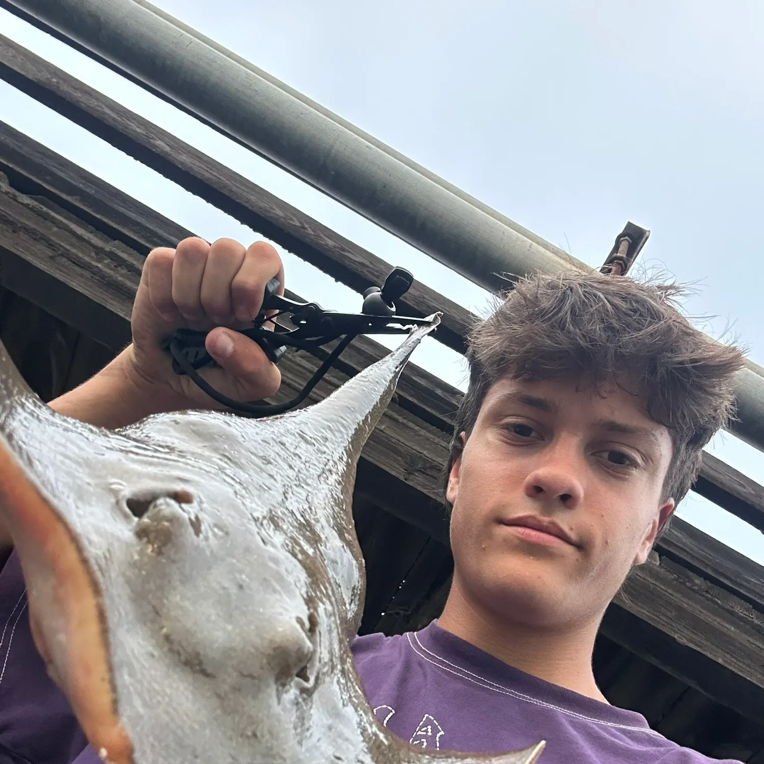 Haller's round ray caught on Fishbrain