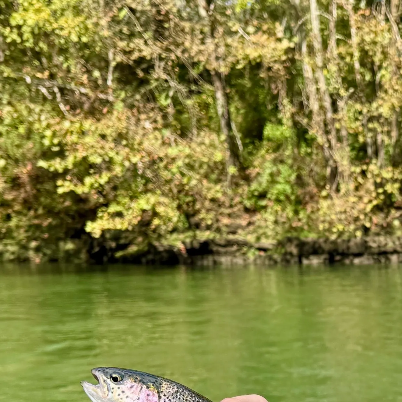 Rainbow trout caught on Fishbrain
