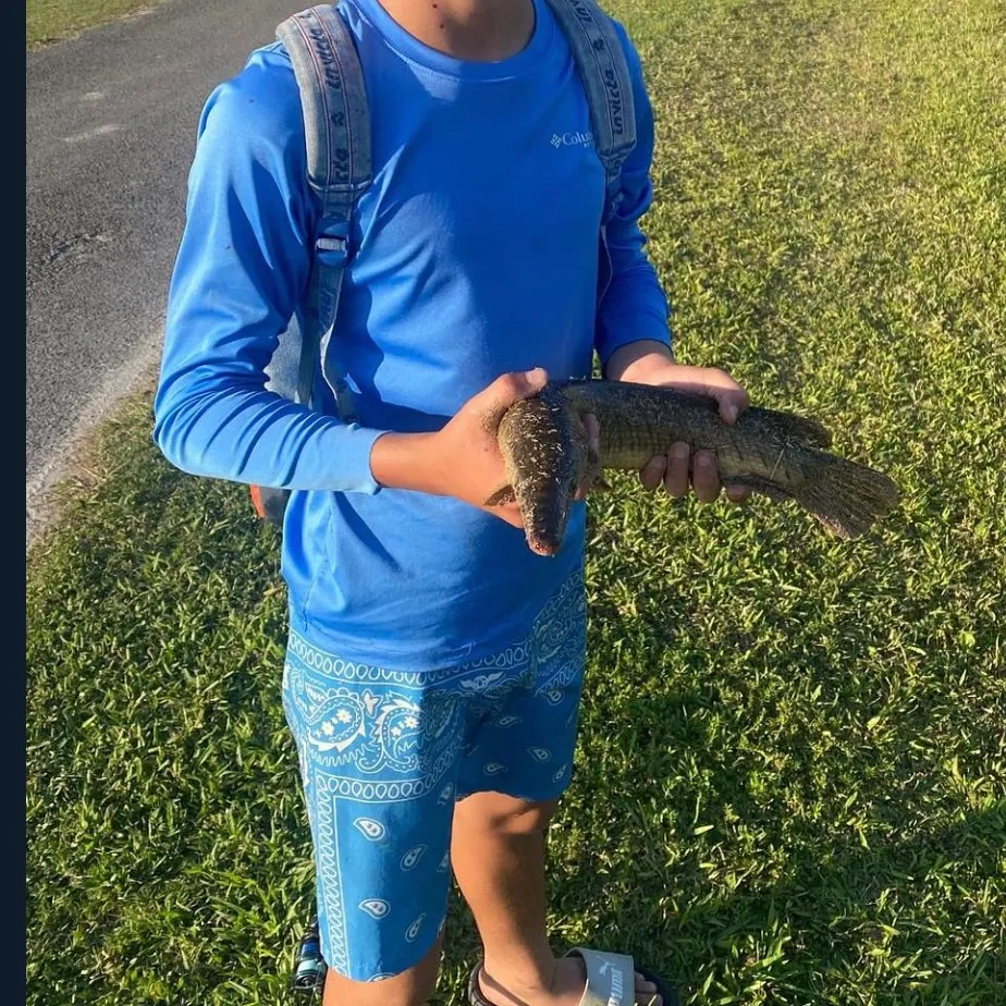 The most recent Florida gar catches on Fishbrain